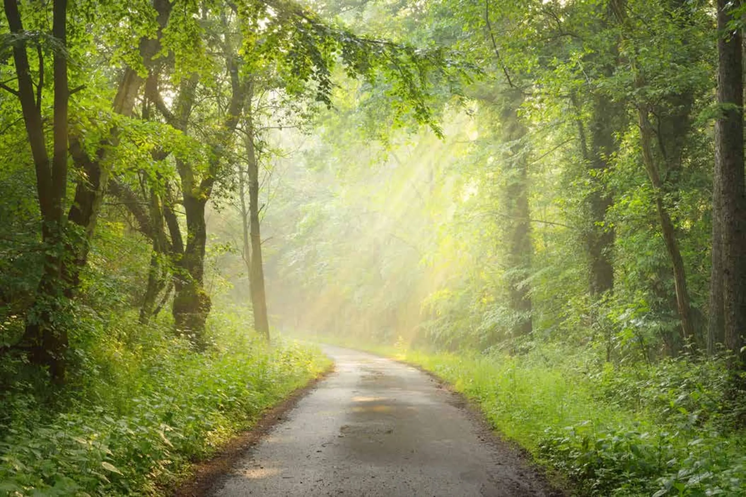 godrej woodscapes health trail